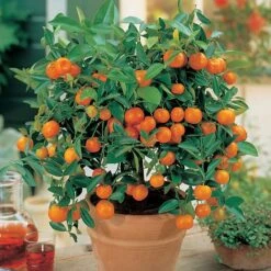 Citrus Tree Collection 11 Citrus Tree Collection -Van Meuwen Orange