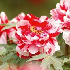 Tree Peony 'Dao Jin'