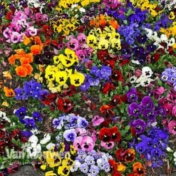 Pansy 'Universal Mixed' F1 Hybrid -Van Meuwen PANS 68090 A