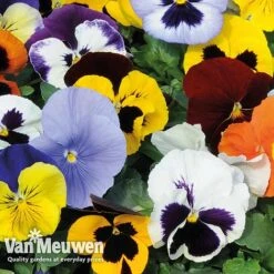 Pansy 'Summertime Mix' (Garden Ready) -Van Meuwen PANS T69424 C