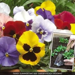 Pansy 'Summertime Mix' (Garden Ready) -Van Meuwen PANS V70658 A h