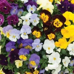 New Products -Van Meuwen PANS VKA1191 A