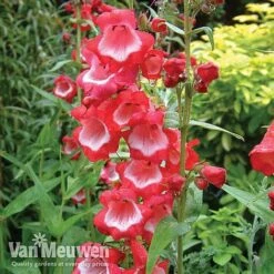 Penstemon 'Ice Cream Collection' -Van Meuwen PENS V18183 A1