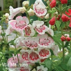 Penstemon 'Ice Cream Collection' -Van Meuwen PENS V18184 A1