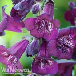 Penstemon 'Ice Cream Collection' -Van Meuwen PENS V48835 A1