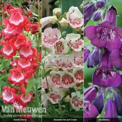 Penstemon 'Ice Cream Collection' -Van Meuwen PENS V48836 A