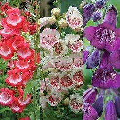 Penstemon 'Ice Cream Collection' -Van Meuwen PENS V48836 NOW1