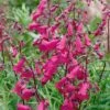 Penstemon 'Pensham Just Jayne'