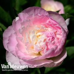 Peony Collection -Van Meuwen PEO V73269 C