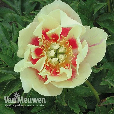 Peony Itoh 'Border Charm' 1 Peony Itoh 'Border Charm'