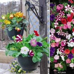 Petunia - Ready Planted Hanging Basket