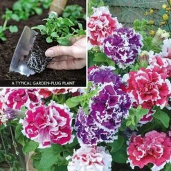 Petunia 'Orchid-Flowered Mixed' F1 Hybrid Success Kit 5 Petunia 'Orchid-Flowered Mixed' F1 Hybrid Success Kit -Van Meuwen PETU V59905 A1