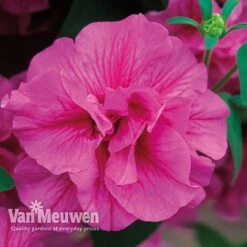 Petunia 'Frills & Spills™ Mixed' -Van Meuwen PETU VKA1199 F