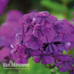 Phlox 'Nicky' -Van Meuwen PHLO 61435 C