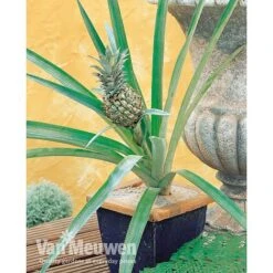 Pineapple Plant -Van Meuwen PINE V80761 A h