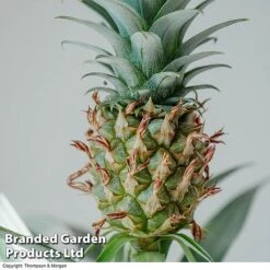Pineapple Plant -Van Meuwen PINE PINEAPPLE KB1980 A