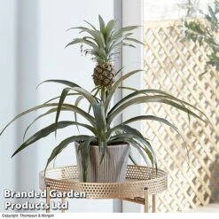Pineapple Plant -Van Meuwen PINE PINEAPPLE KB1980 B