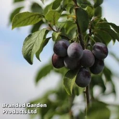 Plum Black Amber (Mini Fruit Tree) 7 Plum Black Amber (Mini Fruit Tree) -Van Meuwen PLUM T10632 C