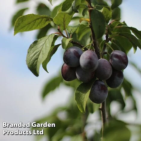 Plum Black Amber (Mini Fruit Tree) 3 Plum Black Amber (Mini Fruit Tree) - Image 3
