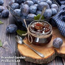 Plum Black Amber (Mini Fruit Tree) 8 Plum Black Amber (Mini Fruit Tree) -Van Meuwen PLUM T10632 D