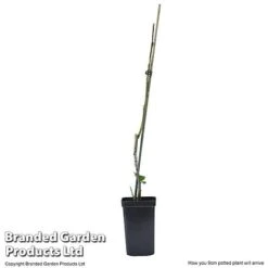 Plum Black Amber (Mini Fruit Tree) 9 Plum Black Amber (Mini Fruit Tree) -Van Meuwen PLUM T10632 E