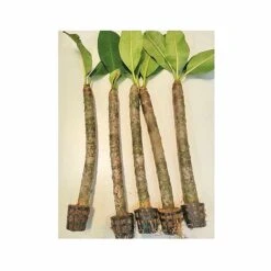 Front Page -Van Meuwen PLUM V70596 B h