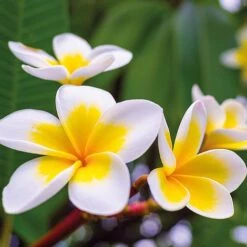 Plumeria 'Yellow'