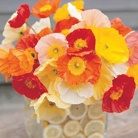 Poppy 'Gartenzwerg' 2 Poppy 'Gartenzwerg' - Image 2