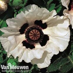 Poppy 'Checkers' -Van Meuwen POPP V65708C C