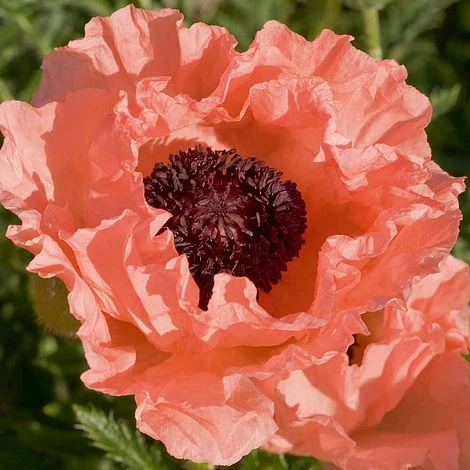 Poppy 'Prinzessin Victoria Louise' 1 Poppy 'Prinzessin Victoria Louise'