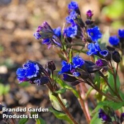 Pulmonaria 'Blue Ensign' -Van Meuwen PULM T62252 C