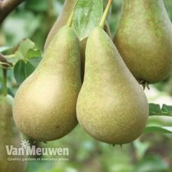 Patio Fruit Tree Collection -Van Meuwen Pear Conference