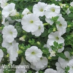 Petunia 'Surfinia' Pre-Planted Basket -Van Meuwen Petunia Surfinia White TMHF 8