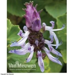 Coleus Canina 'Scaredy Cat' -Van Meuwen SCAR VKA0115 C