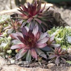 Sempervivum 'Mixed' -Van Meuwen SEMP V65856 A