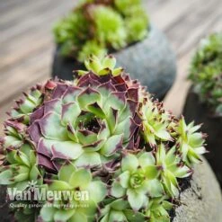 Sempervivum 'Mixed' -Van Meuwen SEMP V65856 B