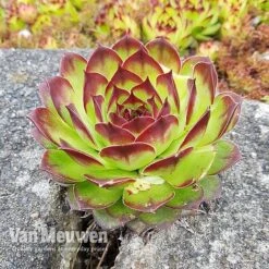 Sempervivum 'Mixed' -Van Meuwen SEMP V65856 C