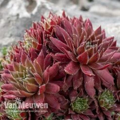 Sempervivum 'Mixed' -Van Meuwen SEMP V65856 D