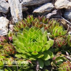 Sempervivum 'Mixed' -Van Meuwen SEMP V65856 E