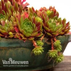 Sempervivum 'Mixed' -Van Meuwen SEMP V65856 F