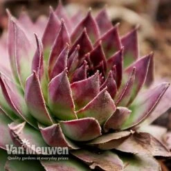 Sempervivum 'Mixed' -Van Meuwen SEMP V65856 G