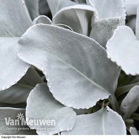 Senecio 'Angel Wings' 2 Senecio 'Angel Wings' - Image 2