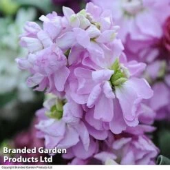 Stocks 'Most Scented Mix' -Van Meuwen STOC P6106 E