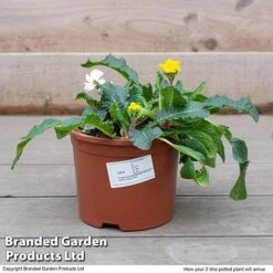 Stocks 'Most Scented Mix' -Van Meuwen STOC P6106 F