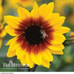Sunflower SunBelievable™ 'Brown Eyed Girl' 6 Sunflower SunBelievable™ 'Brown Eyed Girl' -Van Meuwen SUNB VKA1036 B