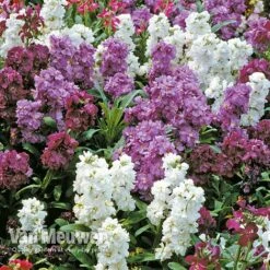 Stocks 'Brompton' -Van Meuwen Stocks Brompton