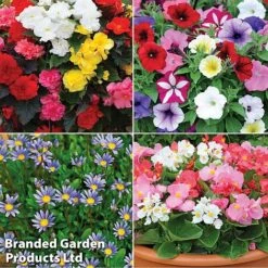 Nurseryman’s Choice Summer Favourites -Van Meuwen TM 4image nurseryman without watermark