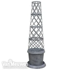 Clematis Montana 'Mayleen' -Van Meuwen TOWER POT1