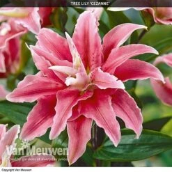 Front Page -Van Meuwen TREE 70647 B