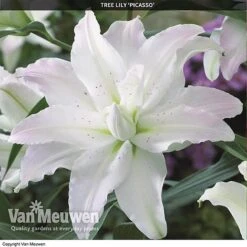 Tree Lily 'Crystal Collection' -Van Meuwen TREE 70647 C
